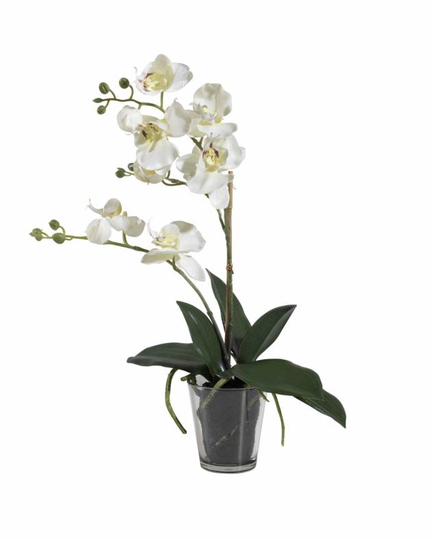 Orchid White 40cm