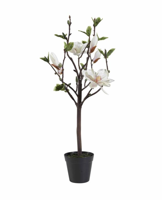 Magnolia Tree 70cm