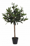 Olive Tree 90cm/60cm