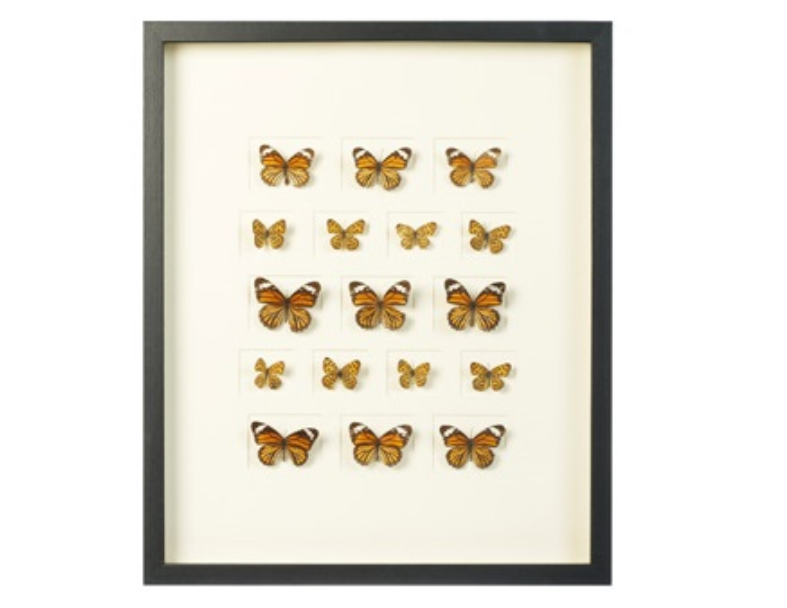 S.O.U.L Wall Art Butterflies H600Xw500Mm Multcol