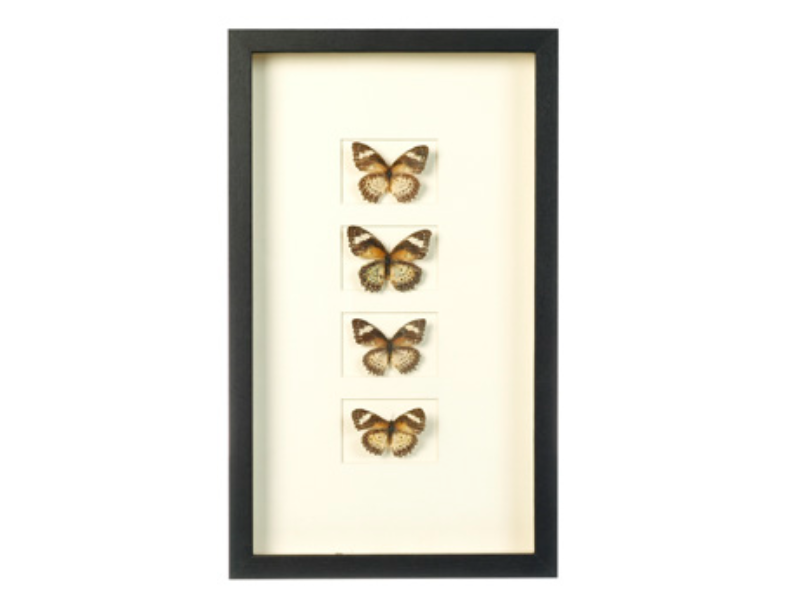 S.O.U.L Wall Art Butterflies H500Xw300Mm Multcol