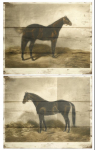 Wall Art Horses H610X750X35Mm A/2